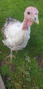Ronquière kalkoen haan donker geelschouder getekend, Dieren en Toebehoren, Pluimvee, Mannelijk, Kalkoen