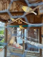 Te koop gele kanaries, Dieren en Toebehoren, Vogels | Kanaries, Meerdere dieren, Kleurkanarie