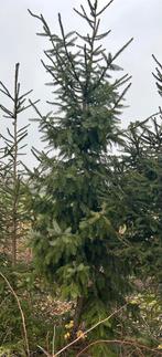 Kerstbomen, Tuin en Terras, Planten | Bomen, Ophalen, Volle zon, Overige soorten, 250 tot 400 cm