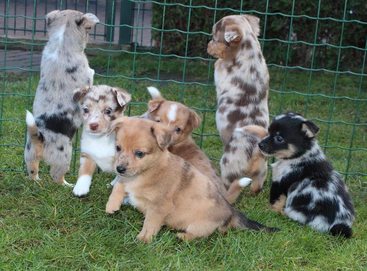 Mini Australian shepherd x Welsh corgi pups, Dieren en Toebehoren, Honden | Niet-rashonden, Meerdere dieren, Fokker | Professioneel