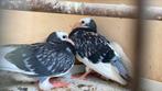 2 jonge piepers kropper x kapucijner, Dieren en Toebehoren, Meerdere dieren, Kropper