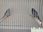 Koppel grasparkieten, Meerdere dieren, Kleurkanarie