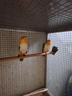 Diverse leeftijden roestkop caique's., Dieren en Toebehoren, Vogels | Parkieten en Papegaaien, Geslacht onbekend, Papegaai