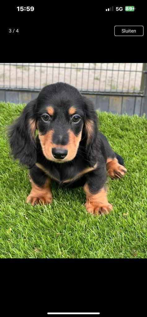 Te koop mooie langharig dwerg teckel pup (tekkel), Dieren en Toebehoren, Honden | Teckels en Dashonden, Reu, Dwerg, Fokker | Professioneel
