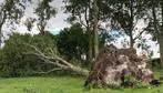 Omgevallen boom verwijderen, Tuin en Terras, 6 m³ of meer, Ophalen