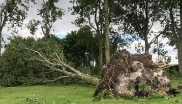 Omgevallen boom verwijderen beschikbaar voor biedingen