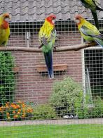 Goudmantel Rosella's, Dieren en Toebehoren, Vogels | Parkieten en Papegaaien, Meerdere dieren, Parkiet, Geringd