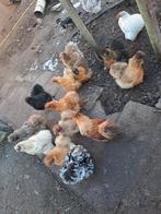 Zijdehoen hennen, Dieren en Toebehoren, Pluimvee, Vrouwelijk, Kip