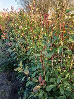 Photinia glansmispel,  volle struiken in div maten., Tuin en Terras, Ophalen, Overige soorten, Minder dan 100 cm