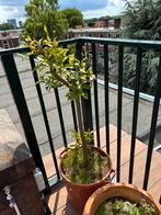 Citrusboom met dikke stam (incl pot), 100 tot 250 cm, Volle zon, In pot, Overige soorten