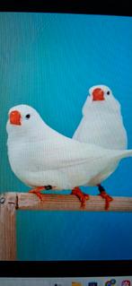 koppel witte zebravinken gezocht, Dieren en Toebehoren, Vogels | Overige Vogels, Meerdere dieren, Geringd