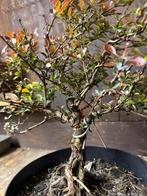 Mooie bonsai, Tuin en Terras, Planten | Bomen, Bloeit niet, Halfschaduw, Minder dan 100 cm, Overige soorten