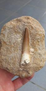 Plesiosaurus tand in origineel matrix dinosaurus fossiel, Verzamelen, Mineralen en Fossielen, Ophalen of Verzenden, Fossiel