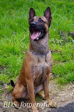 Lieve mechelse herder te koop, Reu, Eén hond, 3 tot 5 jaar, Herder