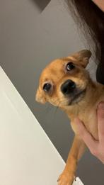 Te koop schattige pomchi puppys, Dieren en Toebehoren, Honden | Chihuahua's en Gezelschapshonden, Overige rassen, 8 tot 15 weken