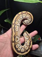 Pastave het puzzle, Dieren en Toebehoren, Reptielen en Amfibieën, Slang, 0 tot 2 jaar
