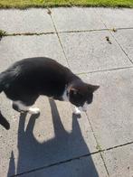 Lieve poes beschikbaar, Dieren en Toebehoren, Katten en Kittens | Overige Katten, Poes, Kortharig, 3 tot 5 jaar