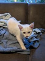 kittens, 0 tot 2 jaar