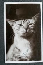 Poes als The Dandy of the Village, 1908, UK, Verzamelen, Ansichtkaarten | Dieren, Verzenden, Voor 1920, Gelopen, Hond of Kat