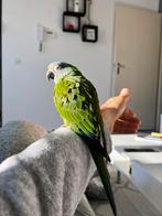 Zeer tamme Weddels Aratinga parkiet, Mannelijk, Parkiet, Geringd