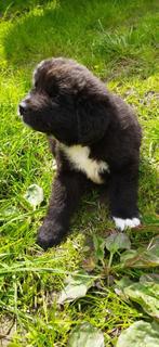 Newfoundlander puppies, Particulier, Meerdere, 8 tot 15 weken, Meerdere dieren