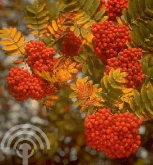 Sorbus aucuparia Wilde lijsterbes mooie herfstkleur bessen, Tuin en Terras, Planten | Tuinplanten, Vaste plant, Overige soorten