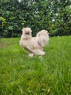 Zijderhoen haan, Dieren en Toebehoren, Pluimvee, Mannelijk, Kip