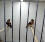 2 mexicaanse roodmsssen, Dieren en Toebehoren, Mannelijk, Tropenvogel
