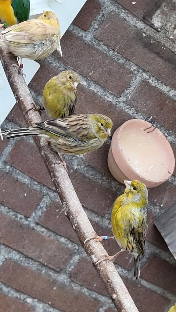 Spaanse timbrado's van dit jaar! Kanarie., Dieren en Toebehoren, Vogels | Kanaries, Zangkanarie, Meerdere dieren