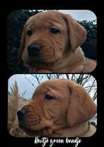 Prachtige donker blonde labrador pup laatste reutje., Labrador retriever, Meerdere, Meerdere dieren, Nederland