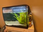 Aquarium Fluval + afstandsbediening en toebehoren, Dieren en Toebehoren, Ophalen, Zo goed als nieuw, Leeg aquarium