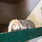 Super lief koppeltje NHD konijnen, Dieren en Toebehoren, Konijnen, Vrouwelijk, Dwerg, Hangoor, 0 tot 2 jaar
