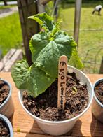 Moestuin plantjes. Courgette. Tomaat. Komkommer. Courgette, Ophalen, Volle zon, Groenteplanten, Eenjarig