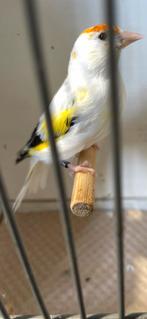 Mooie wit bonte majoor putter man van mei 2025, Dieren en Toebehoren, Vogels | Overige Vogels, Mannelijk, Wildzangvogel