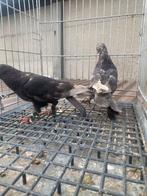 Takla çikolata, Dieren en Toebehoren, Meerdere dieren