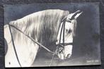 Een stemmig, wit paard, Verzamelen, Ansichtkaarten | Dieren, Verzenden, Voor 1920, Ongelopen, Paard