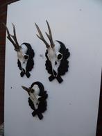 3 leuke ree geweien (29) samen voor 25 euro, Verzamelen, Dierenverzamelingen, Ophalen of Verzenden, Zo goed als nieuw, Wild dier