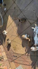 Hele lieve baby baby konijntjes, Dieren en Toebehoren, Konijnen, Meerdere dieren, Dwerg