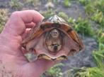 Fantastisch koppel Sternotherus Carinatus Gekielde MEGA dier, Schildpad, 11 jaar of ouder