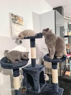 British Korthaar 2 Jaar!Besckibaar voor dekkater!, Dieren en Toebehoren, Katten en Kittens | Raskatten | Korthaar, Kater