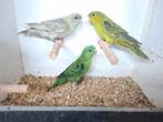Catharina parkieten, Dieren en Toebehoren, Vrouwelijk, Parkiet, Geringd