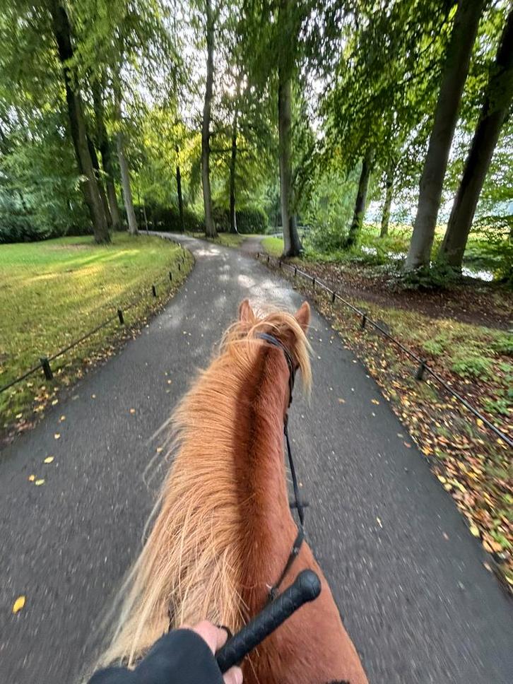 Buitenrit op IJslandse paarden, Hobby en Vrije tijd, Overige Hobby en Vrije tijd, Zo goed als nieuw, Ophalen