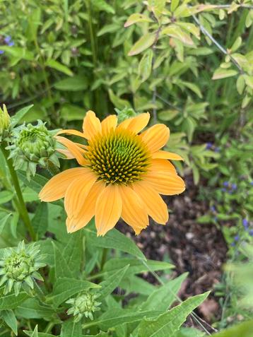 zakje zaden vast Rudbeckia geel beschikbaar voor biedingen
