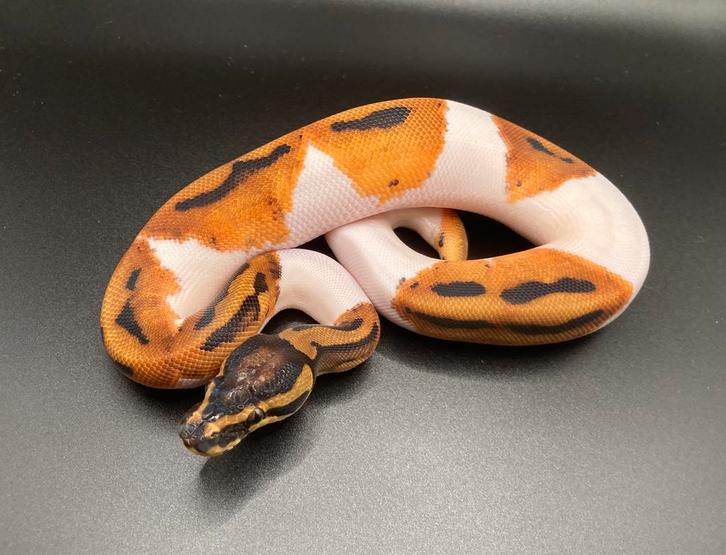 1.0 Orange Dream Pied ball python regius te koop
