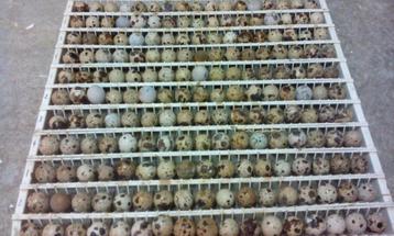 Broedeieren chinese en japanse kwartels beschikbaar voor biedingen