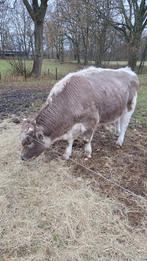 Mooie Witrik/ Witrug Stier {Vaal kleur}, Dieren en Toebehoren, Mei, Mannelijk