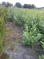 B kwaliteit haaglaurier, Tuin en Terras, Planten | Struiken en Hagen, Ophalen of Verzenden, Overige soorten, Minder dan 100 cm