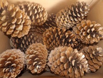 1 x 18 super mooie grote natuurlijke DENNENAPPELS 15 cm (X) beschikbaar voor biedingen