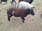 Bonte schapen te koop, Dieren en Toebehoren, Schapen, Geiten en Varkens, Vrouwelijk, Schaap