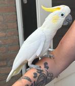 Super tamme jonge geelkuif kaketoe incl garantie, Geslacht onbekend, Papegaai, Geringd